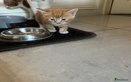 Mixed Breed cats for sale: Stunningly Gorgeous ginger kittens - Image 13