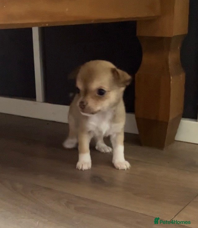 Chihuahua dogs CHIHUAHUA PUPPIES 3 only available now  - Advert 18