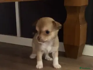 Chihuahua dogs CHIHUAHUA PUPPIES 3 only available now - Advert 18