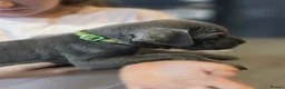Cane Corso dogs for sale: Cane corso puppies in Merthyr Tydfil - Advert 11