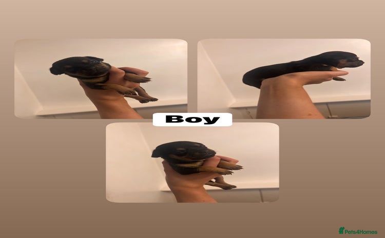 Chihuahua dogs - Advert 1