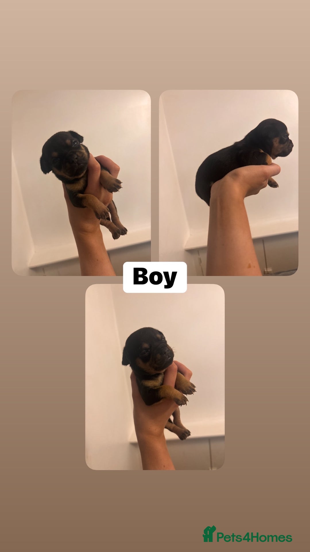 Chihuahua dogs for sale: Chihuahua puppies  - Image 1