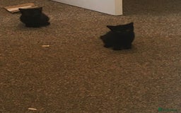 Domestic Shorthair cats for sale: 2 beautiful black kittens  - Image 2