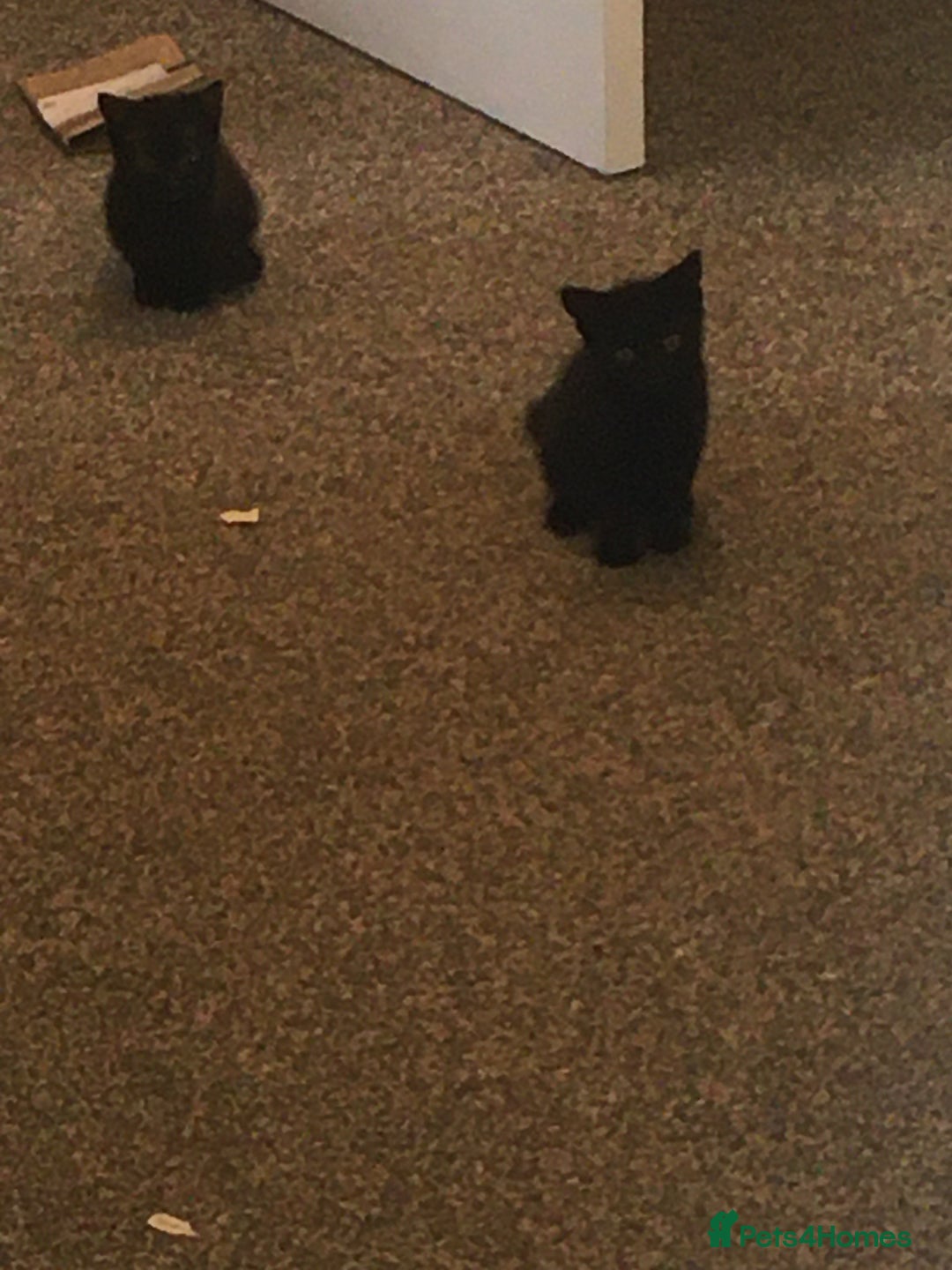 Domestic Shorthair cats for sale: 2 beautiful black kittens  - Image 2