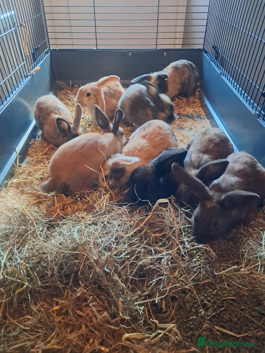 Mixed Breed rabbits for sale: Gorgeous litter of lop x bunnies  - Image 3