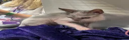 Lykoi cats for sale: LYKOI FULL PEDIGREE GCCF REGISTERED BABIES in Guildford - Advert 5