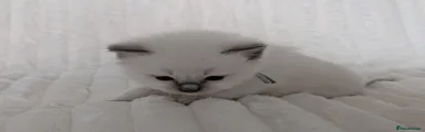 Ragdoll Kitten 3