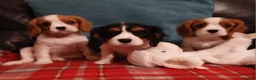 Cavalier King Charles Spaniel dogs for sale: Gorgeous puppies - Advert 3