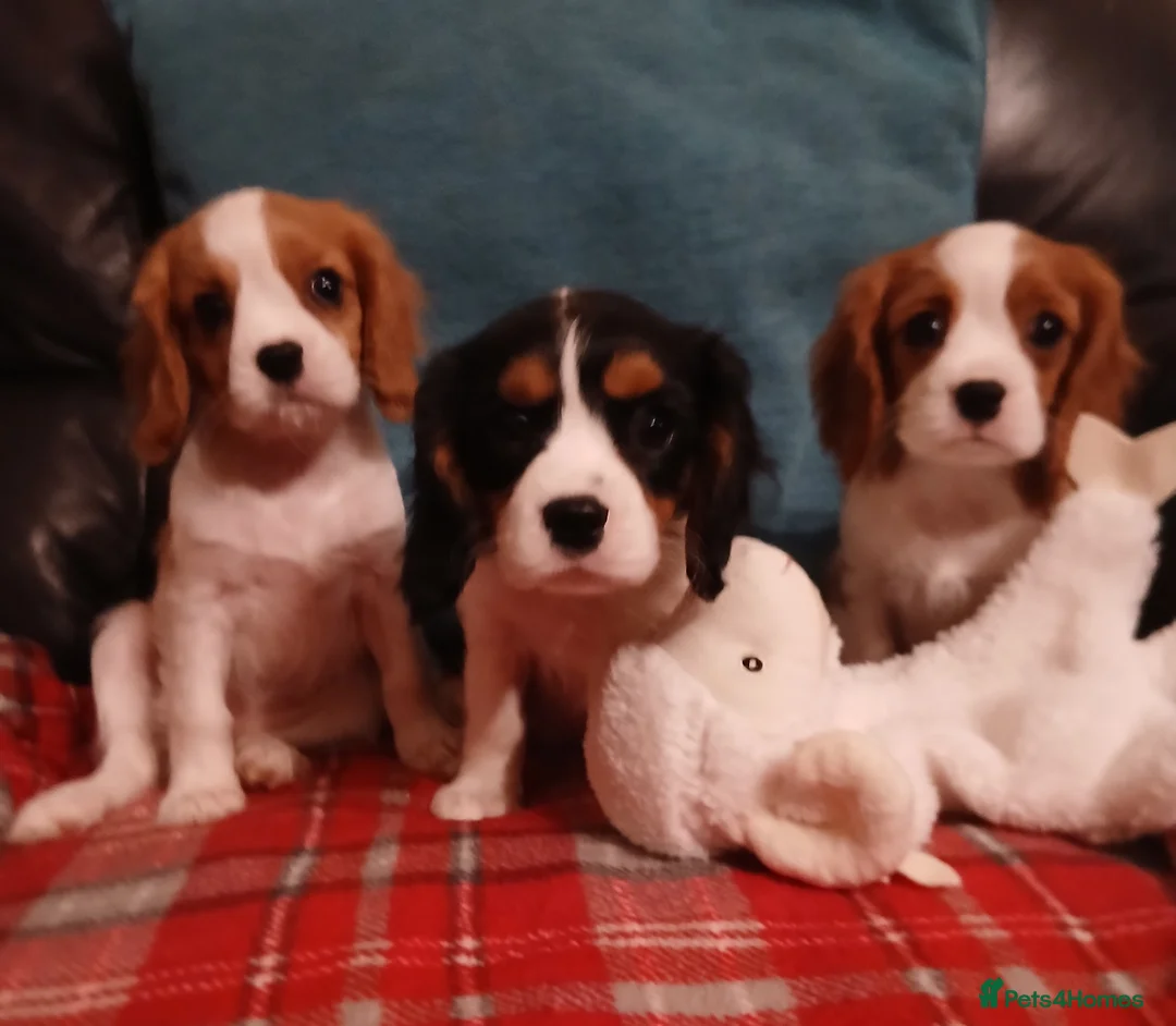 Cavalier King Charles Spaniel dogs for sale: Gorgeous puppies - Advert 3