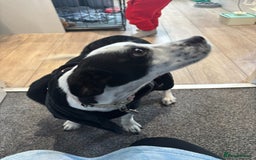 Mixed Breed dogs for sale: Mixed breed 1 year and 4 months old - Image 10