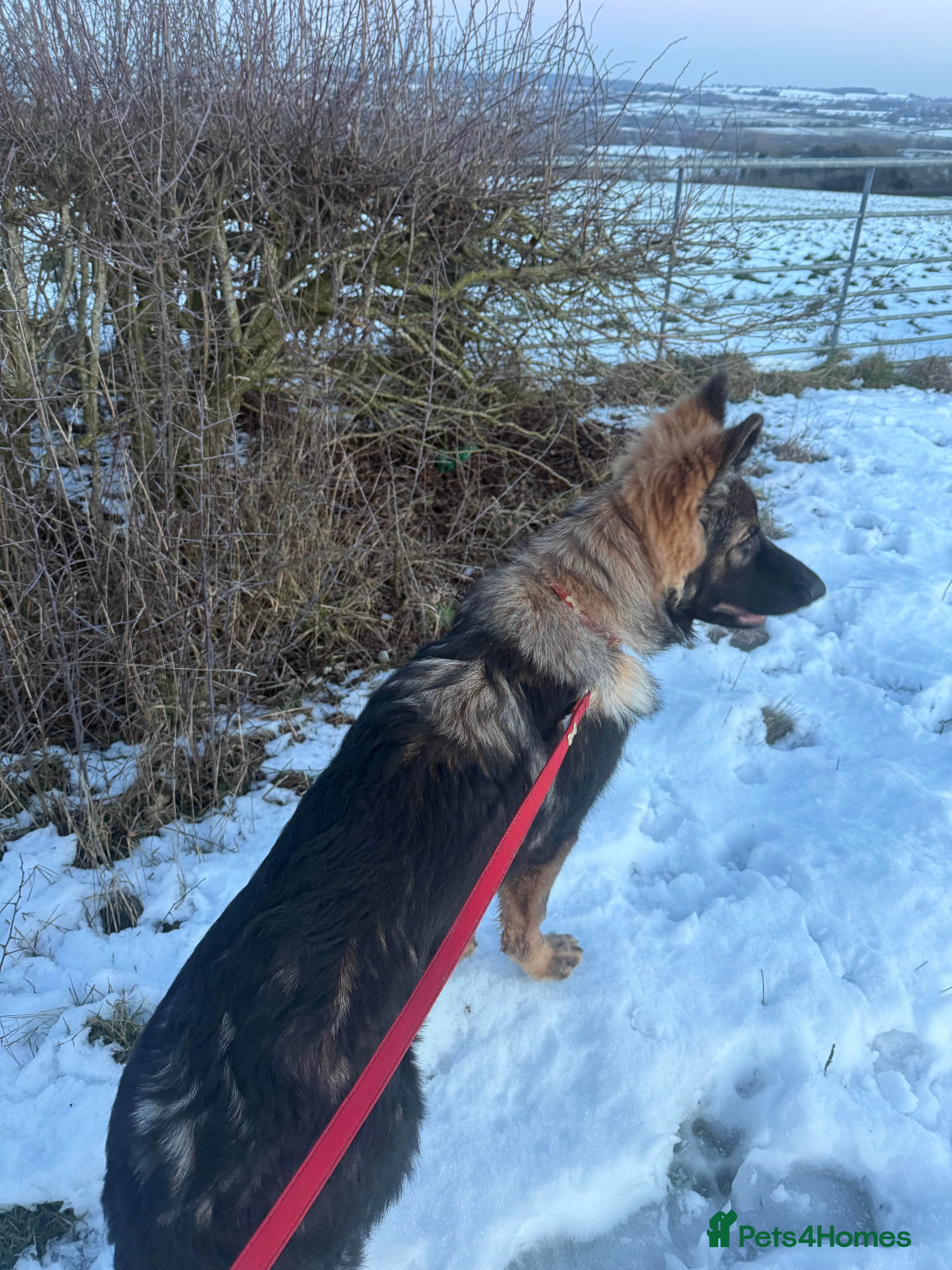 German Shepherd dogs 5 month german  - Advert 12