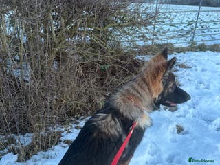 German Shepherd dogs 5 month german - Advert 12