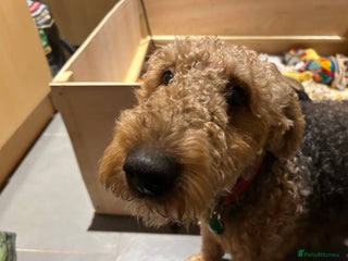 Airedale Terrier dogs Beautiful Airedale puppy for sale - Advert 4