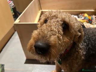 Airedale Terrier dogs Beautiful Airedale puppy for sale - Advert 1