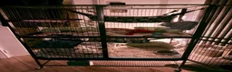 Ferret rodents for sale: 2 male ferrets + set up in Stevenage - Advert 3