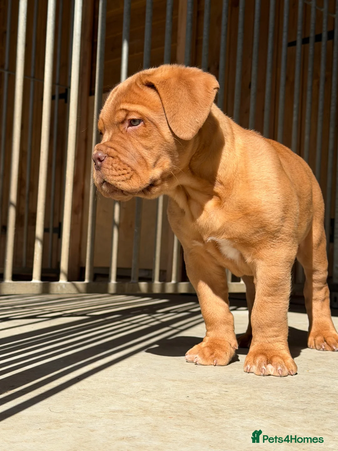 Dogue De Bordeaux dogs for sale: UK CHAMPION PARENTS MALE PUPPY  in York - Advert 4