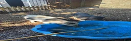Pig livestock for sale: Pepper and George  in Colchester - Advert 2