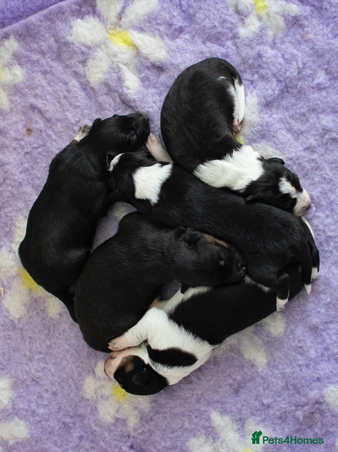 Border Collie dogs for stud: DNA clear proven Border Collie stud  in Treorchy - Advert 6