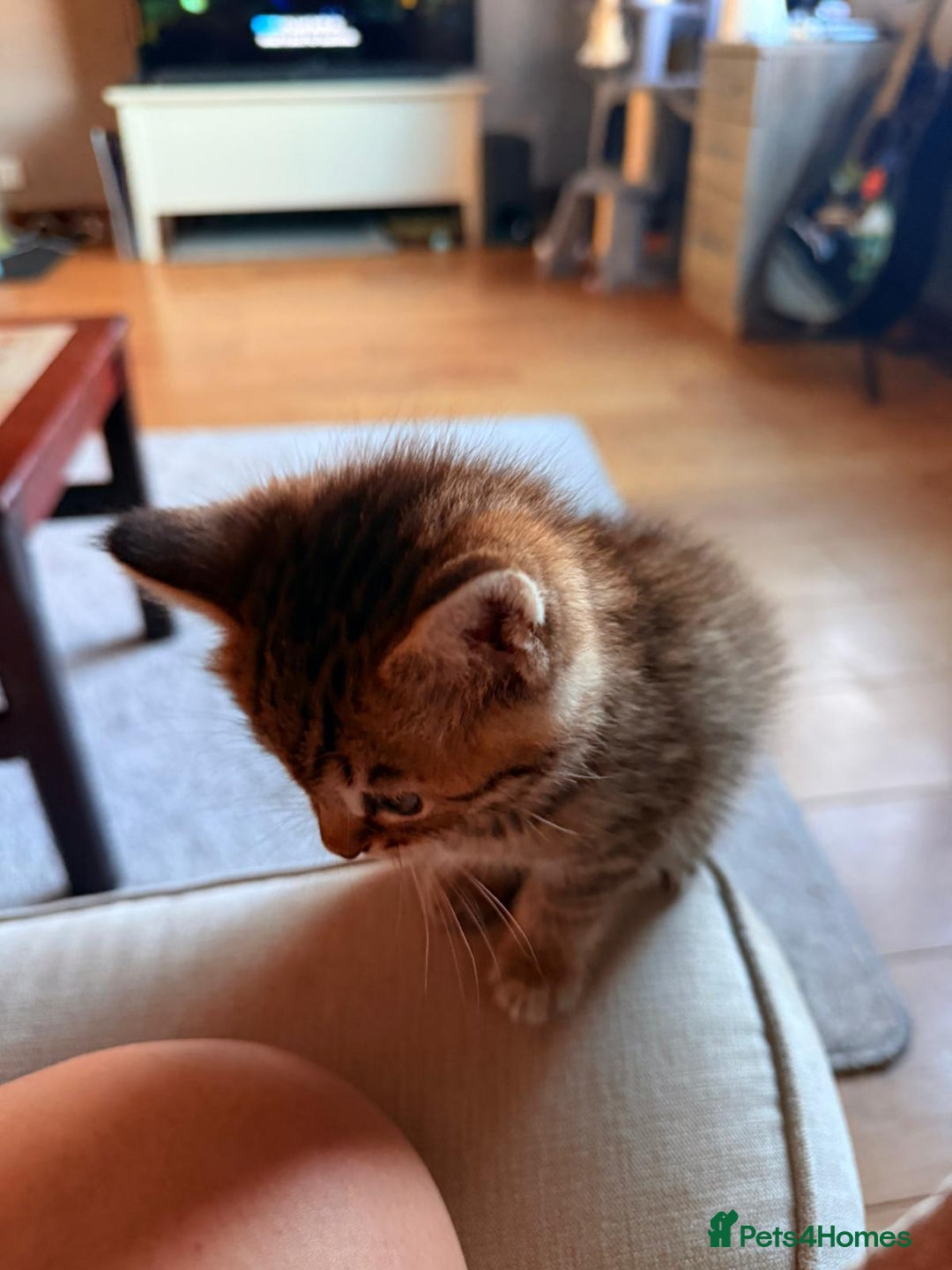 Mixed Breed cats for sale: Beautiful Ragdoll Bengal Cross Kittens - Advert 18