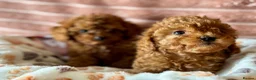 Cavapoo dogs for sale: Adorable teddy bear toy cavapoo  - Advert 17