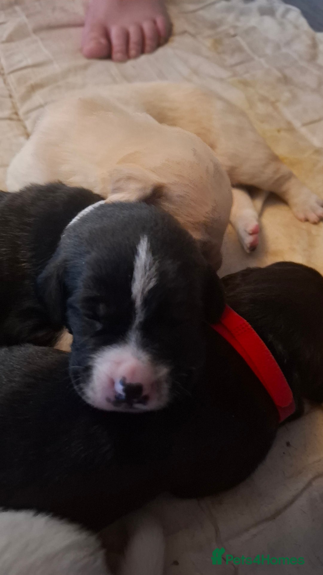 Mixed Breed dogs for sale: Canecorxer cross golden retriever  - Image 6