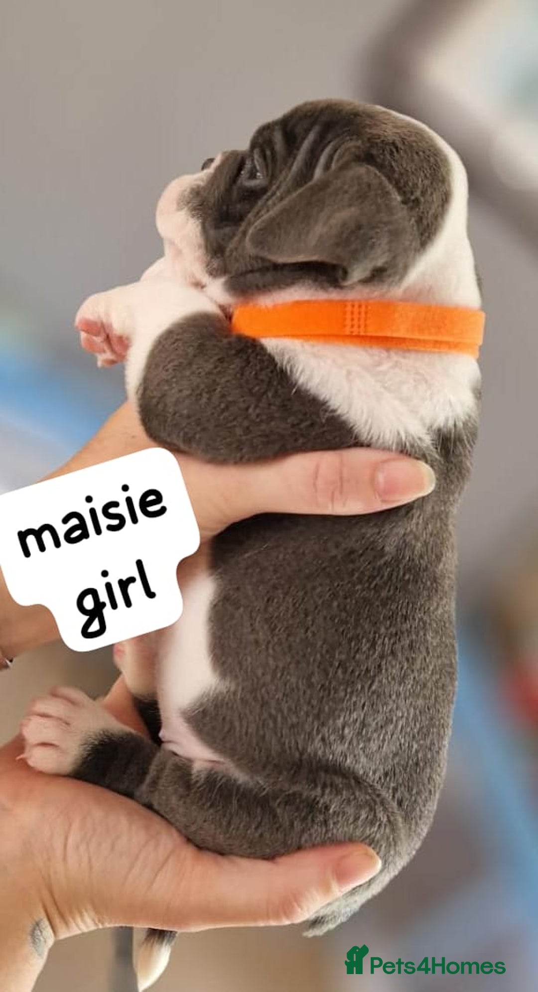 English Bulldog dogs for sale: Olde English bulldog puppies  - Image 14