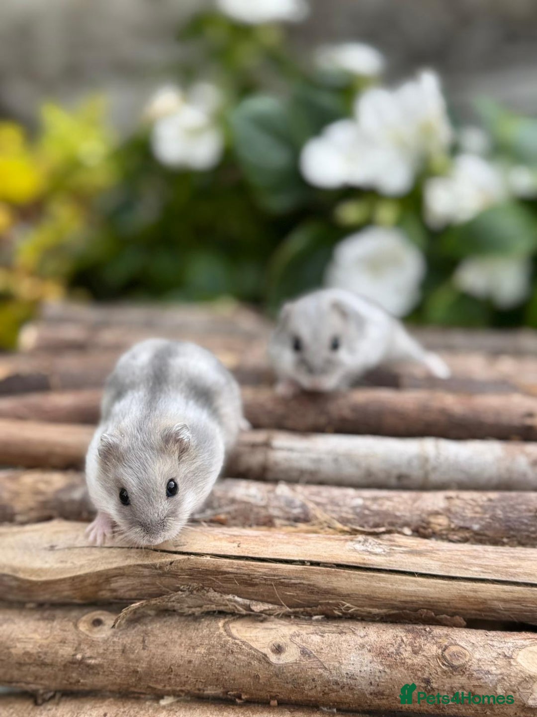 Hamster rodents for sale: Beautiful baby hamsters. Russian Dwarf and Syrian - Image 9