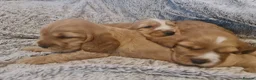 Cocker Spaniel dogs for sale: 3 golden Cocker Spaniels  - Advert 9