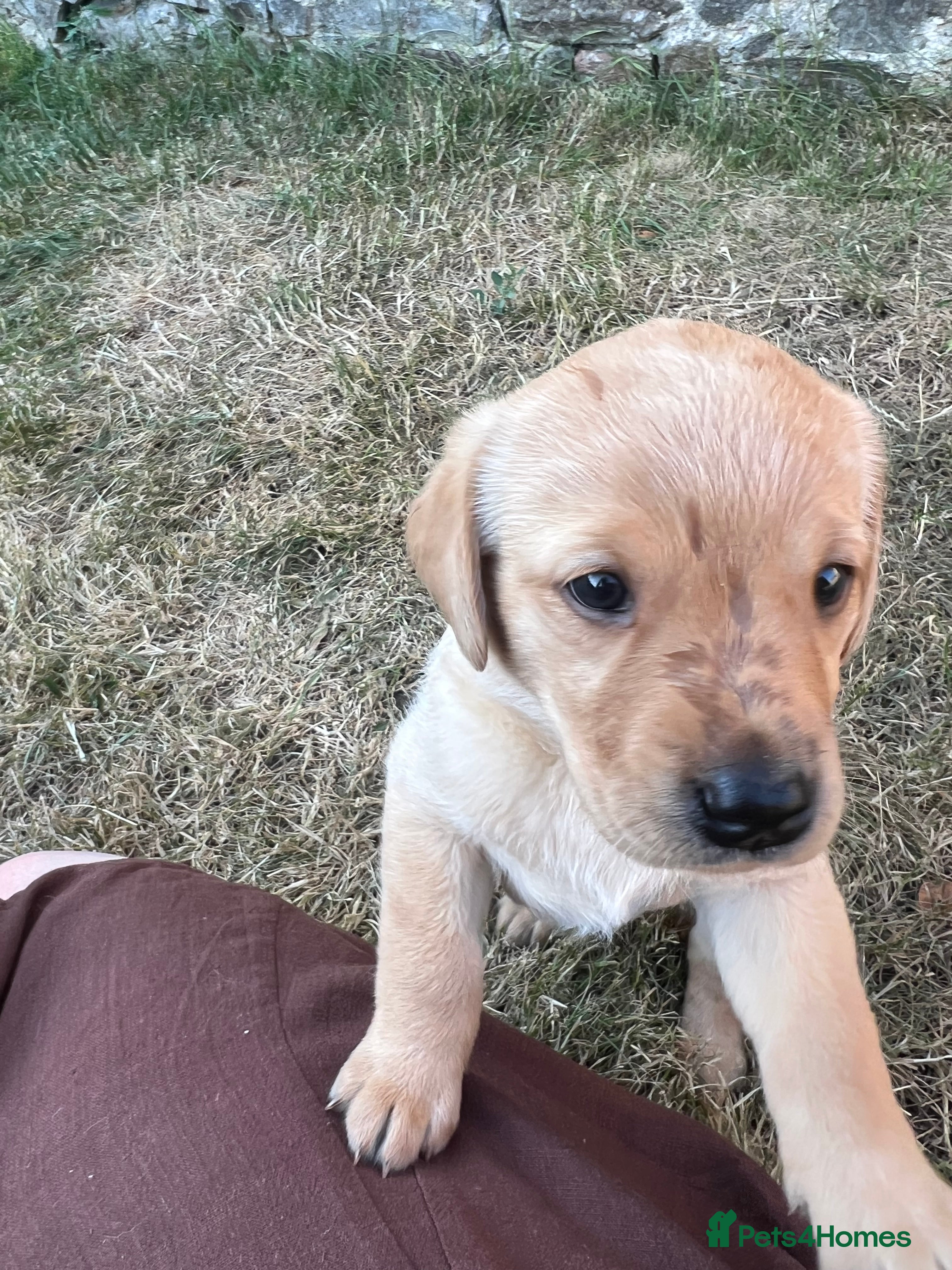 Labrador Retriever dogs Beautiful Labrador puppies - Advert 2