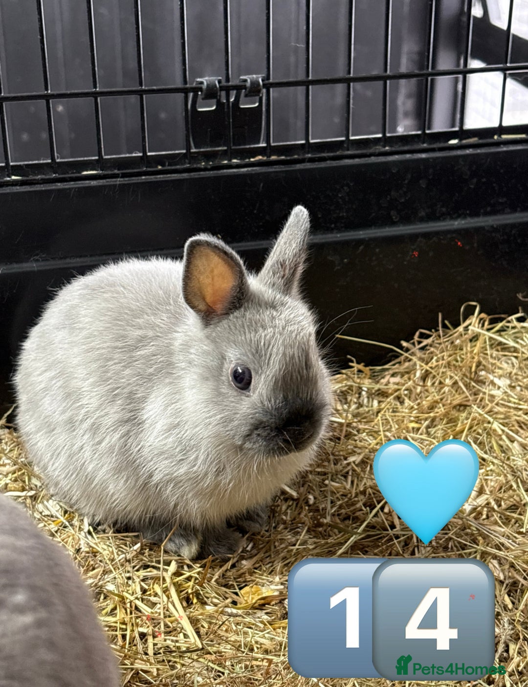 Netherland Dwarf rabbits for sale: 14 x Netherland Dwarf Bunnies 🐰🏡 🥰  - Image 28