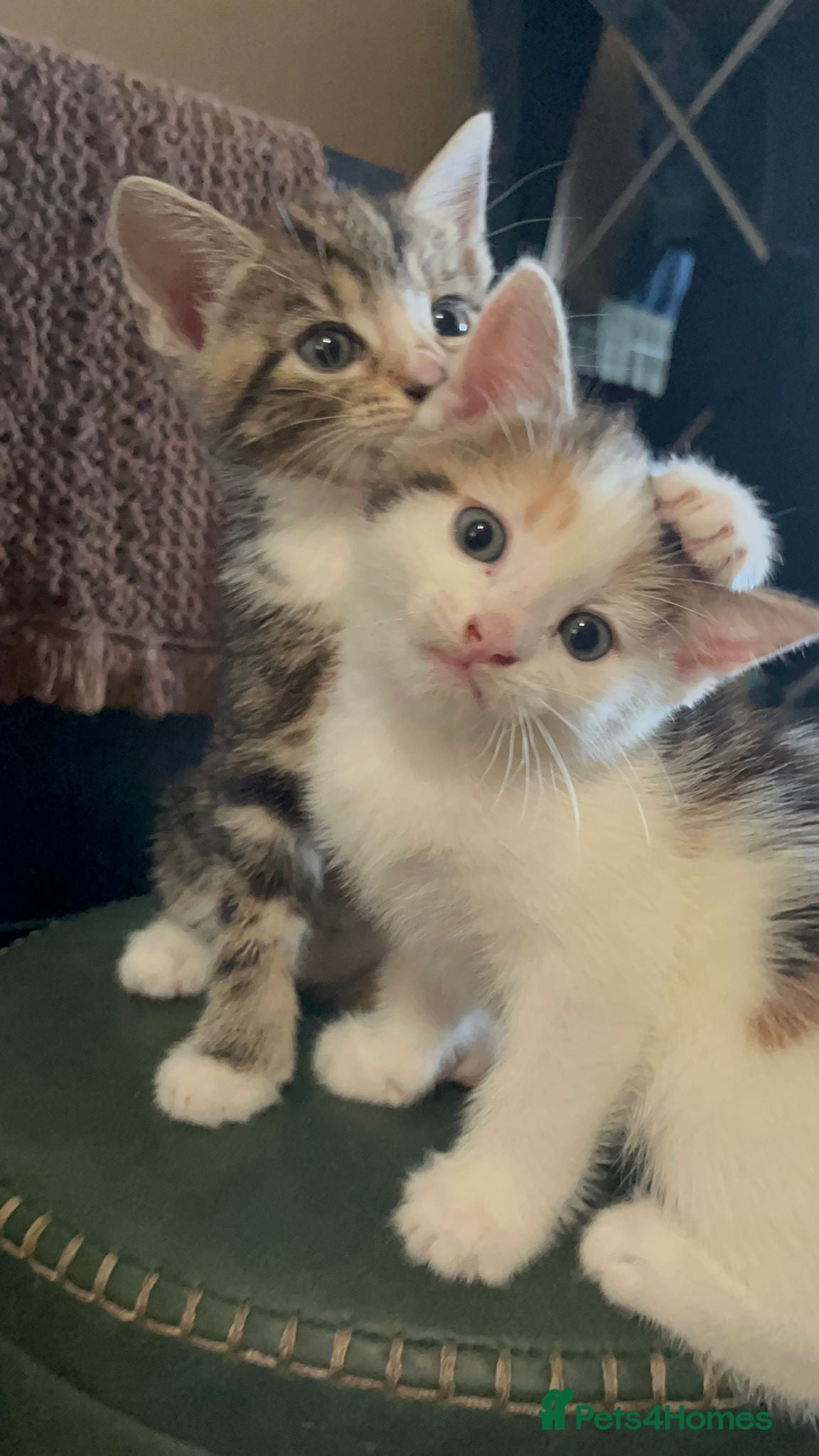 Mixed Breed cats 4 beautiful kittens  - Advert 16
