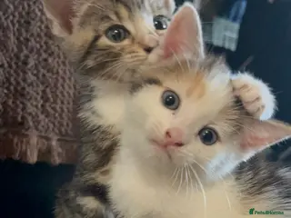 Mixed Breed cats 4 beautiful kittens - Advert 16