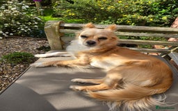 Chihuahua dogs for sale: Chihuahua  - Image 4