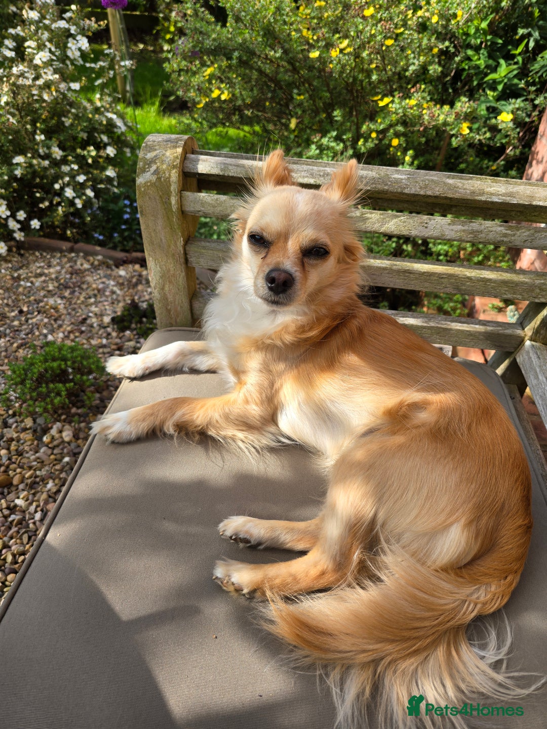 Chihuahua dogs for sale: Chihuahua  - Image 4
