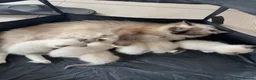Ragdoll cats for sale: Ragdoll purebred kittens  in Craigavon - Advert 4