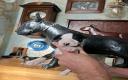 English Bull Terrier dogs for sale: English bulterrier puppies  - Image 9