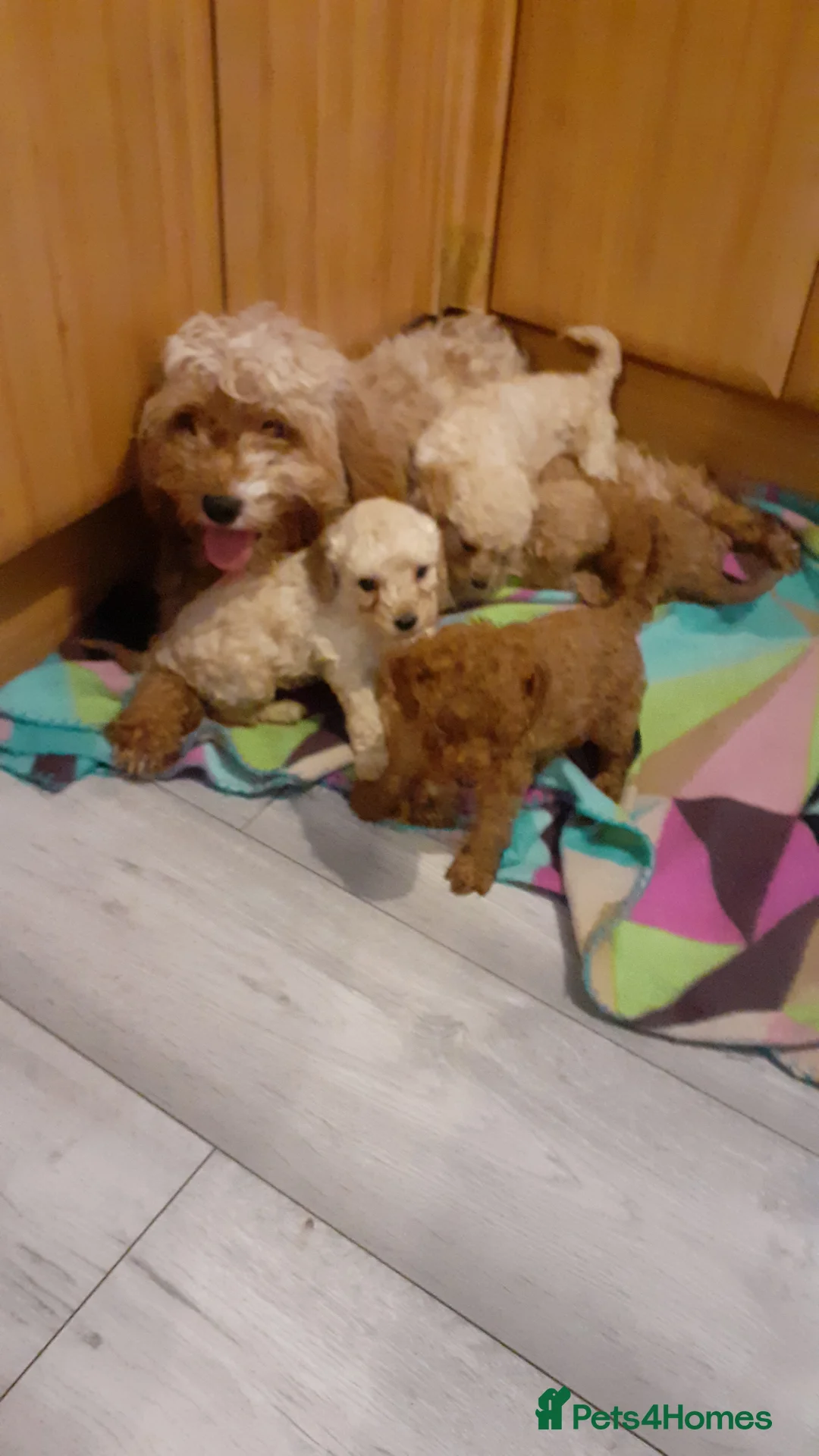 Cavapoo dogs for sale: Cavapoo pups for sale - Advert 13