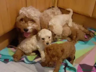 Cavapoo dogs Cavapoo pups for sale - Advert 1