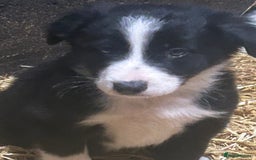 Border Collie dogs for sale: Border Collie Puppies  - Image 1