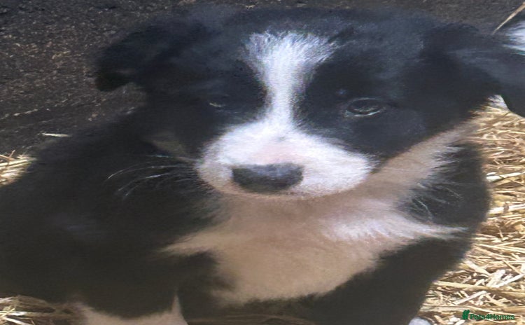 Border Collie dogs - Advert 6