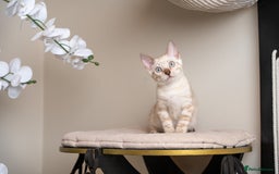 Bengal cats for sale: Frankie-Stunning Snow Bengal-TICA-Available now! - Image 17