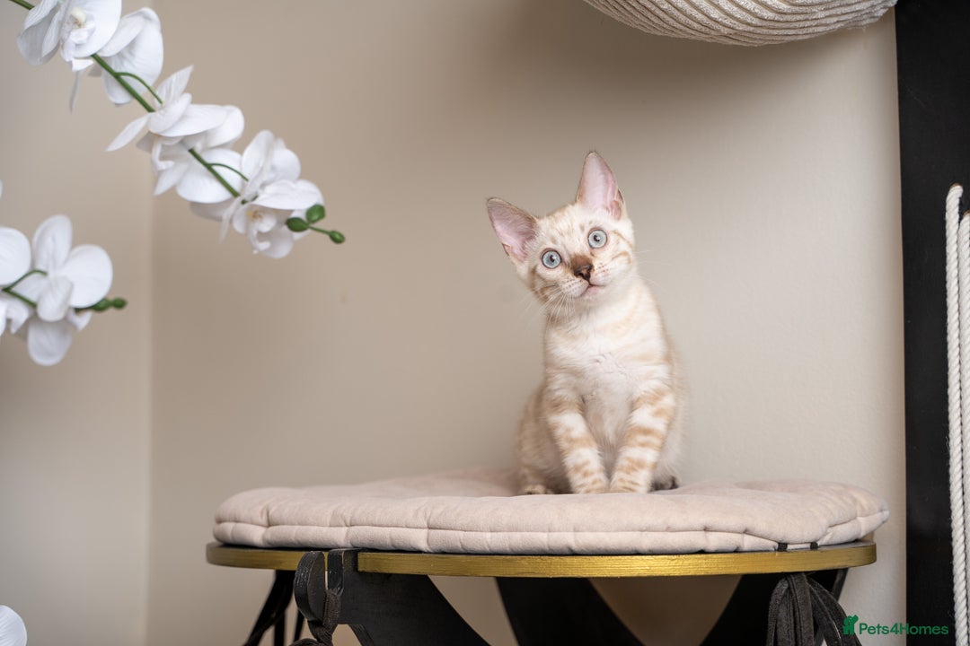 Bengal cats for sale: Frankie-Stunning Snow Bengal-TICA-Available now! - Image 17