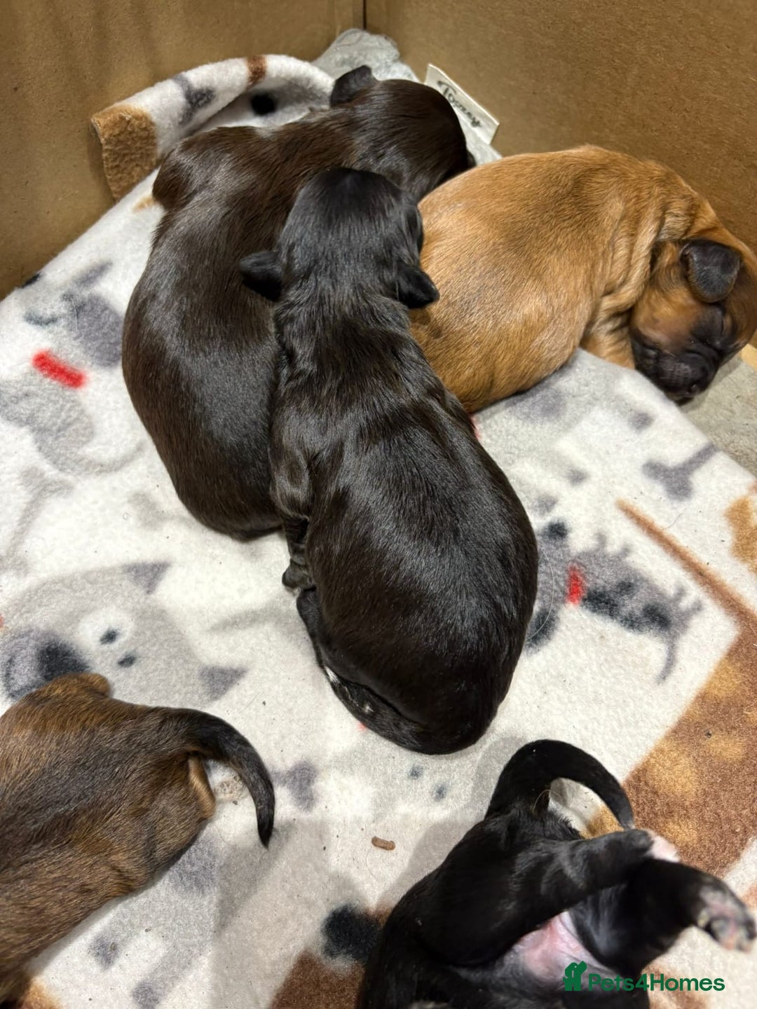 Shihpoo dogs for sale: BEAUTIFUL SHIHPOO PUPPIES - Advert 7