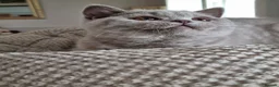 British Shorthair cats for sale: British blue/cream tortie girl.  - Advert 4