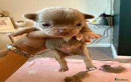 Chihuahua dogs for sale: Lilac chihuahuas - Image 5