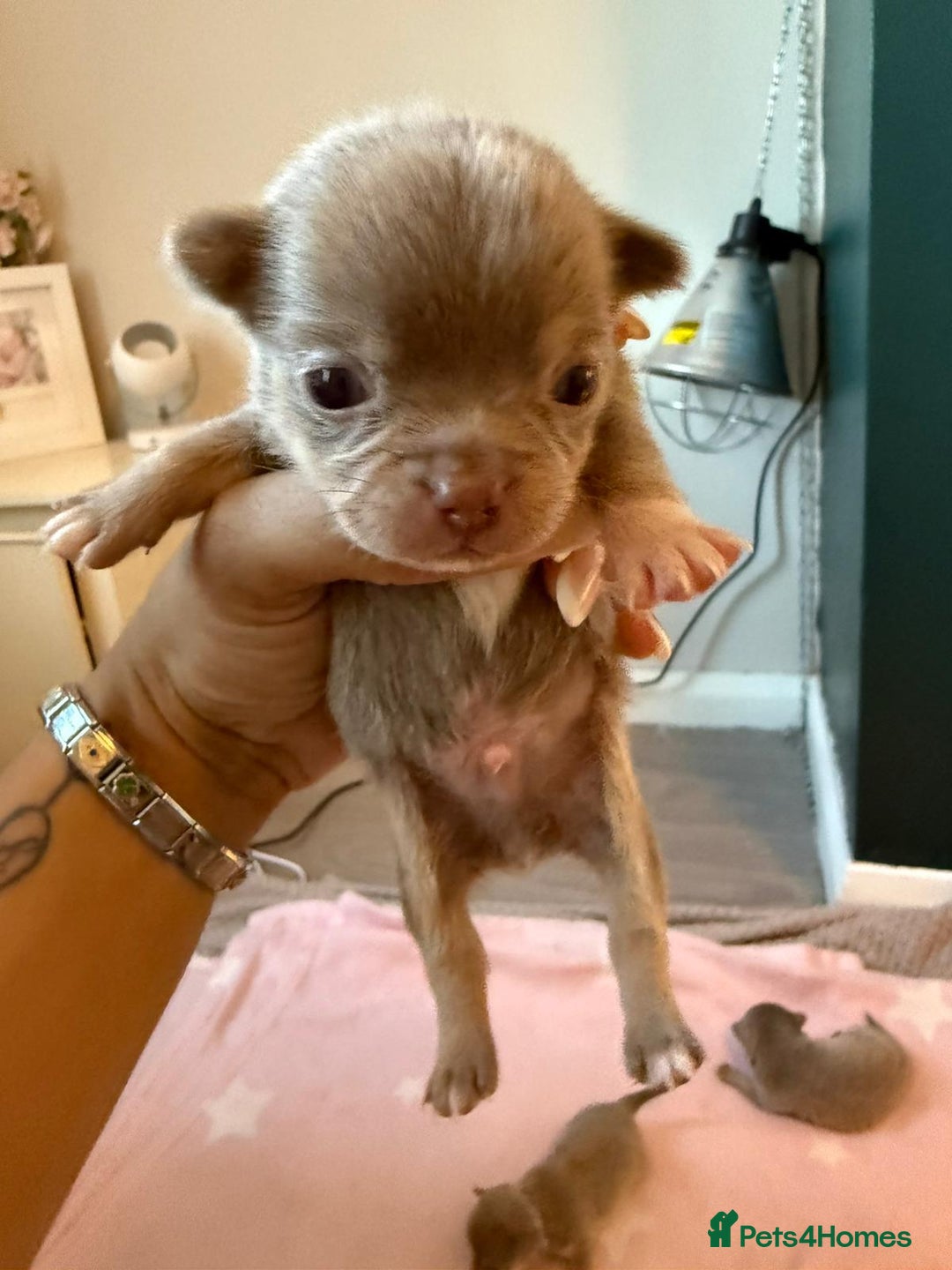Chihuahua dogs for sale: Lilac chihuahuas - Image 5