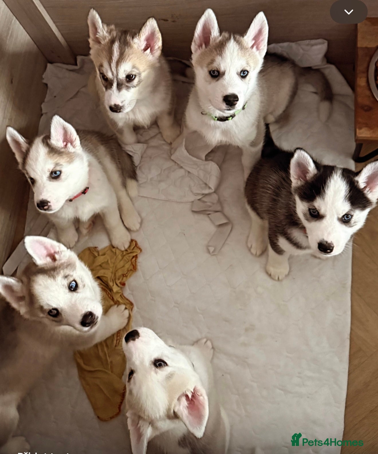 Siberian Husky dogs Beautiful Siberian Husky Puppies Ready to Reserve - Advert 21