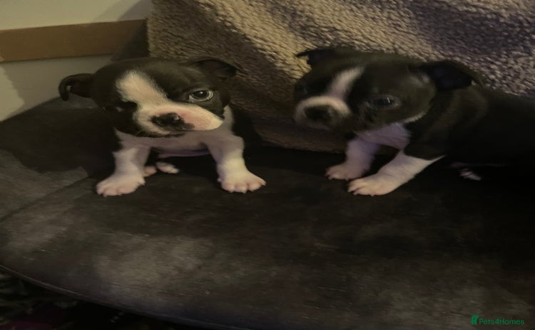 Boston Terrier dogs - Advert 3