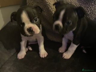 Boston Terrier dogs - Advert 29