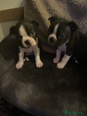 Boston Terrier dogs - Advert 1